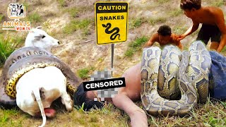 10 Python Fights For Survival