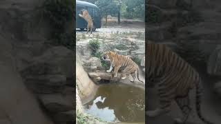 My first time seeing tiger 😳🐅