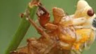 HIGH IQ QUIZ Question!! WHO EATS Cicada Delicacies??