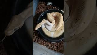 Snakes love to soak! #animals #nature #shorts #cute #ballpython