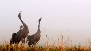 Bird sounds - COMMON CRANE in autumn