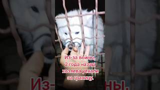 Самоед получил новую жизнь