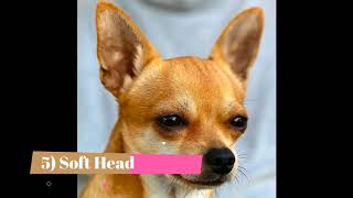 Chihuahua   Top 10 Interesting Facts