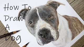 How To Draw A Dog - Colour Pencil Tutorial