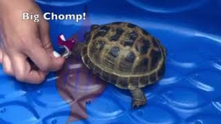 Russian Tortoise Tries New Foods