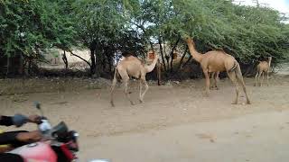 How Camels Conquer the Desert: All About Their Spiny Snack!