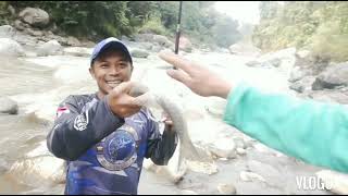 edan teryata Di sini gudang nya babon Mahseer panen ikah mahser babon Di sepot ini