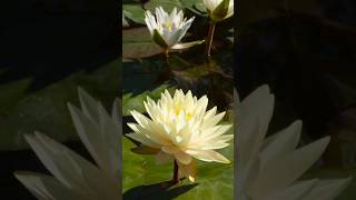 Water Lily Blooming Time Lapse #4k #timelapse #flowers #shorts #youtubeshorts