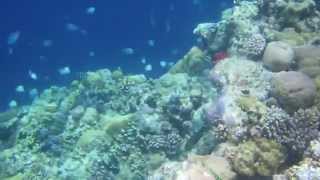 Snorkel This HUGE 1,000ft DROP OFF!!  in South Palau