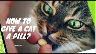 How to give a cat a pill?  How to give pills to cats correctly?