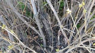 Baby ducks in our lilac bush!