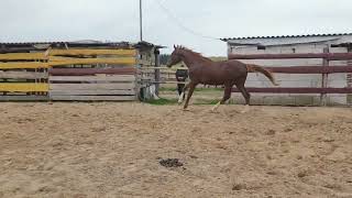 Hannover stallion 2021 ChaccoBlue SandroBoy #horsesale horsesale #продажалошадей