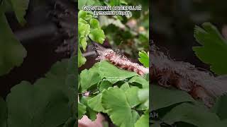 Gypsy Moth Caterpillar :The Beauty with a Sting #shorts #shortvideo #animals #caterpillar