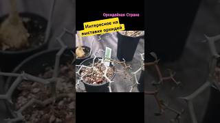 Декария мадагаскарская, Decaria madagascarensis - произрастающий на территории Мадагаскара.