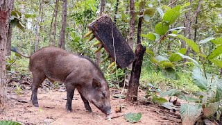 Best Quick Powerful Wild Pig Trap Make By Pieces of palm tree &Small Woods #shorts #WildboarTrapping