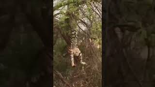 Tiger attempts to hunt langur on a tree but fails miserably..🐯