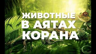 Что сказано в Коране о свинье?