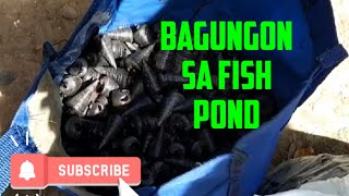 #Nanguha kmi ng Bagungon sa fishpond..