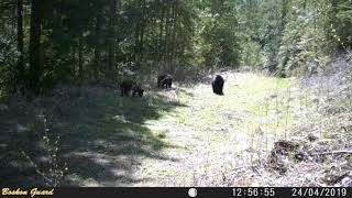 Bear family April 2019