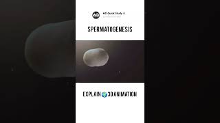 Spermatogenesis Process in Human | 3D Animation | Sperm Kaise Banta Hai #sperm #biology #science