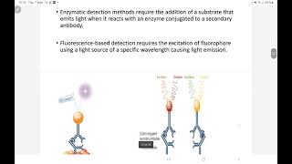 ELISA and western blot test for HIV