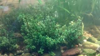 Pea Puffer community tank intro (Part.2)