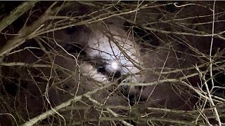 Creepy Trees | Spooky Halloween Night | Full Moon Behind Trees - Stock Footage and Sound Effects