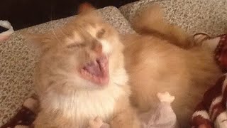 😂 Funniest Cats and Dogs Videos 😺🐶 || 🥰😹 Hilarious Animal Compilation №405