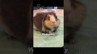 A peek in my Guinea pigs weekly schedule #shorts