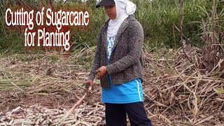 CUTTING OF SUGARCANE FOR PLANTING