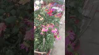 Institute Flower Show 2024 | IIT Kanpur