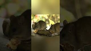 Smartness of rat.#shorts #ytshorts