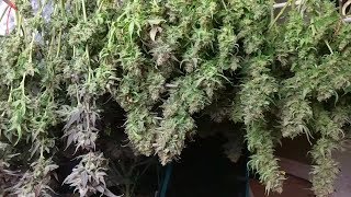 THE ART OF PERPETUAL GROWING. HARVEST DAY