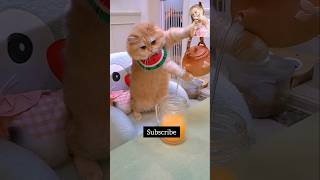 Cat making juice#cat #funny #catvideos #funnycatvideos