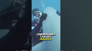 Sharks Can Get Jealous Too !!  #shark #ocean #animalfacts #shorts