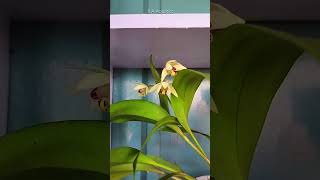 Orchid Plant Growing in Garden Soil #shorts