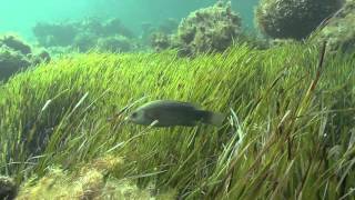 La POSIDONIE :  CHRONIQUES de la MER MÉDITERRANÉE