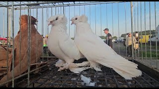 ZWOLEŃ Gołębie pigeons targ Andrzej W. 21.07.2024 cz.1/5💥Gołębie jasne i wyszwance Andrzeja Radom💥