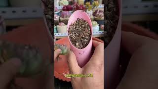 propagate succulent diy #shorts