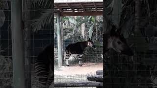 3-8-23 Okapi at Lowry Park Zoo/Tampa Zoo