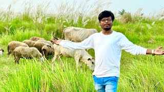 কাশ ফুলের দেশ ।। Rajapure  Shankarpur itbhata ।। Belpukur Nadia