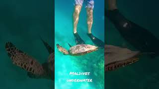 Maldives Underwater snorkeling #maldives