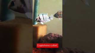 Cryptoheros cutteri #cichlid #cichlids #aquarium #fishtank #acuarofilia #aquariumhobby #aquariumfish