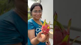 care of dragon plant|এবছরে শেষবার ড্রাগন গাছে ফুল আনার উপায় #shorts #youtube #plants#garden#dragon