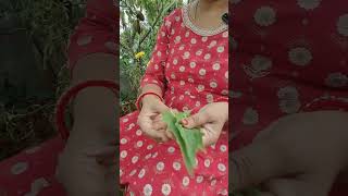 Quick tip for heat boils | Home remedy for heat boils with simple leaf | Nature's Box