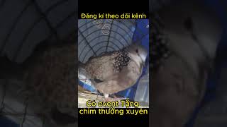 cu gay phu tho - cu gáy phú thọ #tiengcugay #tiengcugaymoi #chimcugay