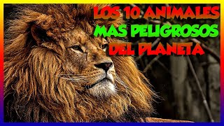 LOS 10 ANIMALES MÁS PELIGROSOS DEL PLANETA