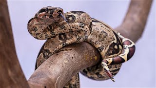 Central American Boa Constrictor FULL Setup! (BCI)