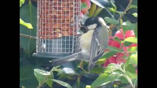 Great Tit (May 2018)