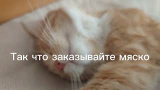 #скоро_будет_пасха#котик #мем #подписчикам #подписывайтесь